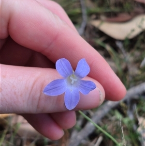 Wahlenbergia stricta subsp. stricta at Mount Fairy, NSW - 16 Nov 2024