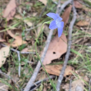 Wahlenbergia stricta subsp. stricta at Mount Fairy, NSW - 16 Nov 2024