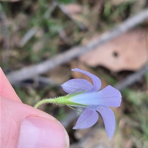 Wahlenbergia stricta subsp. stricta at Mount Fairy, NSW - 16 Nov 2024