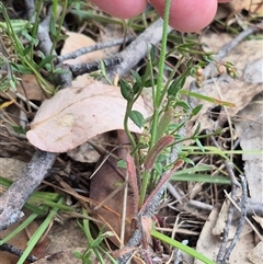 Wahlenbergia stricta subsp. stricta at Mount Fairy, NSW - 16 Nov 2024