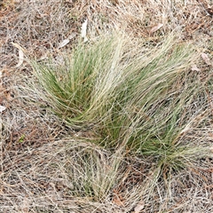 Nassella trichotoma (Serrated Tussock) at Watson, ACT - 17 Nov 2024 by abread111