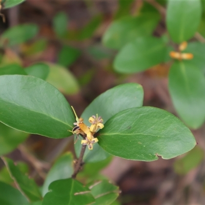 Persoonia laurina (Laurel Geebung) at Ulladulla, NSW - 15 Nov 2024 by Clarel