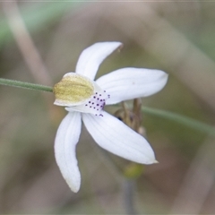 Caladenia moschata (Musky Caps) at Mount Clear, ACT - 16 Nov 2024 by SWishart