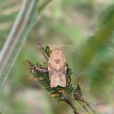 Epiphyas ashworthana (Ashworth's Tortrix) at Mount Fairy, NSW - 16 Nov 2024 by clarehoneydove