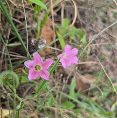 Convolvulus angustissimus subsp. angustissimus (Australian Bindweed) at Mount Fairy, NSW - 16 Nov 2024 by clarehoneydove