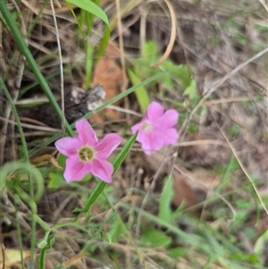 Convolvulus angustissimus subsp. angustissimus at Mount Fairy, NSW - 16 Nov 2024