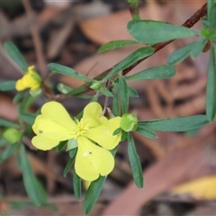 Hibbertia linearis (Showy Guinea Flower) at Ulladulla, NSW - 15 Nov 2024 by Clarel