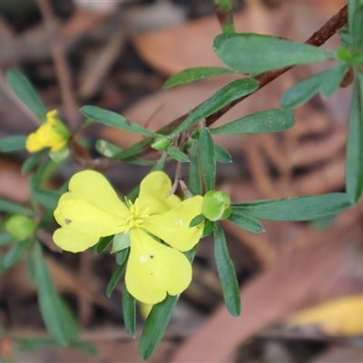 Hibbertia linearis (Showy Guinea Flower) at Ulladulla, NSW - 15 Nov 2024 by Clarel