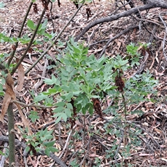 Fraxinus angustifolia (Desert Ash) at Watson, ACT - 17 Nov 2024 by abread111