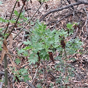 Fraxinus angustifolia at Watson, ACT - 17 Nov 2024