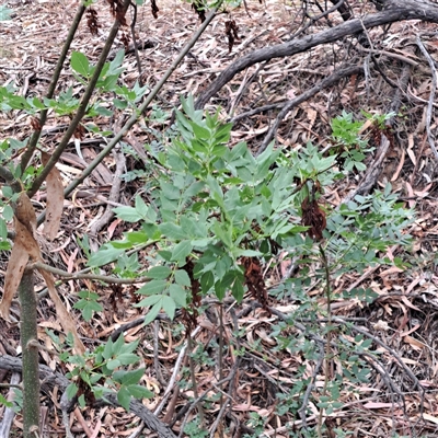 Fraxinus angustifolia (Desert Ash) at Watson, ACT - 17 Nov 2024 by abread111