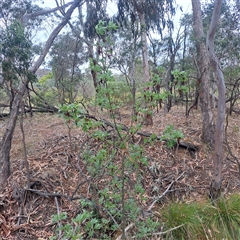 Fraxinus angustifolia at Watson, ACT - 17 Nov 2024