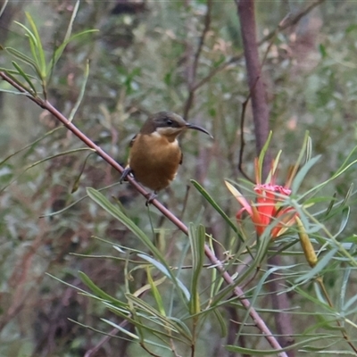 Acanthorhynchus tenuirostris (Eastern Spinebill) at Ulladulla, NSW - 15 Nov 2024 by Clarel