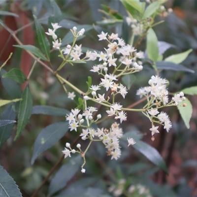 Ceratopetalum gummiferum (New South Wales Christmas-bush, Christmas Bush) at Ulladulla, NSW - 15 Nov 2024 by Clarel