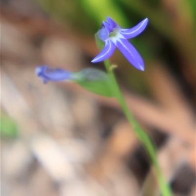 Lobelia gibbosa (Tall Lobelia) at Ulladulla, NSW - 15 Nov 2024 by Clarel