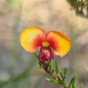 Dillwynia phylicoides at Mount Fairy, NSW - 16 Nov 2024