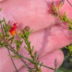 Dillwynia phylicoides at Mount Fairy, NSW - 16 Nov 2024