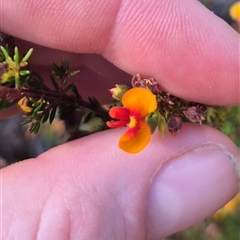 Dillwynia phylicoides (A Parrot-pea) at Mount Fairy, NSW - 16 Nov 2024 by clarehoneydove