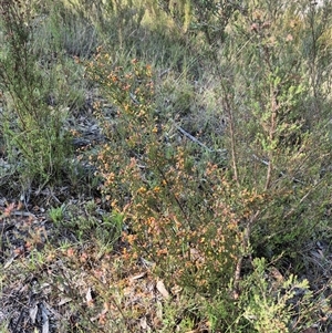 Dillwynia phylicoides at Mount Fairy, NSW - 16 Nov 2024 05:17 PM