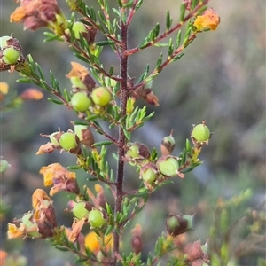 Dillwynia phylicoides at Mount Fairy, NSW - 16 Nov 2024 05:17 PM