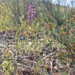 Stylidium graminifolium (grass triggerplant) at Mount Fairy, NSW - 16 Nov 2024 by clarehoneydove