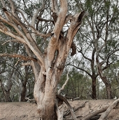 Eucalyptus (genus) (A Gum Tree) at Menindee, NSW - 18 Sep 2020 by MB