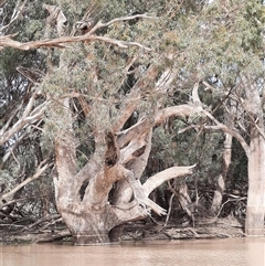 Eucalyptus (genus) (A Gum Tree) at Menindee, NSW - 18 Sep 2020 by MB