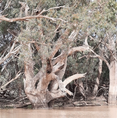 Eucalyptus (genus) (A Gum Tree) at Menindee, NSW - 18 Sep 2020 by MB