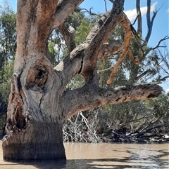Eucalyptus (genus) (A Gum Tree) at Menindee, NSW - 20 Sep 2020 by MB