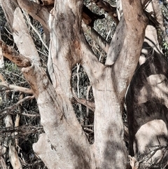 Eucalyptus sp. (A Gum Tree) at Menindee, NSW - 19 Sep 2020 by MB