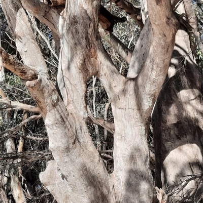 Eucalyptus (genus) (A Gum Tree) at Menindee, NSW - 20 Sep 2020 by MB
