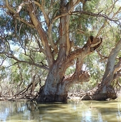 Eucalyptus (genus) (A Gum Tree) at Menindee, NSW - 8 Feb 2023 by MB