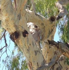 Eucalyptus (genus) (A Gum Tree) at Menindee, NSW - 8 Feb 2023 by MB