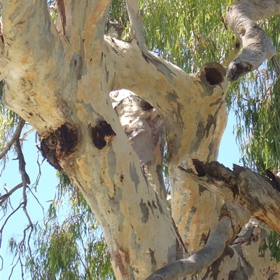 Eucalyptus sp. (A Gum Tree) at Menindee, NSW - 8 Feb 2023 by MB