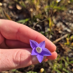 Wahlenbergia luteola at Mount Fairy, NSW - 16 Nov 2024