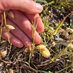 Wahlenbergia luteola at Mount Fairy, NSW - 16 Nov 2024