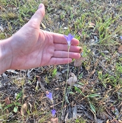 Wahlenbergia luteola at Mount Fairy, NSW - 16 Nov 2024