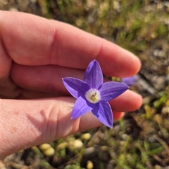 Wahlenbergia luteola at Mount Fairy, NSW - 16 Nov 2024