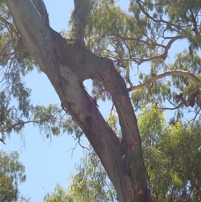 Eucalyptus (genus) (A Gum Tree) at Menindee, NSW - 8 Feb 2023 by MB