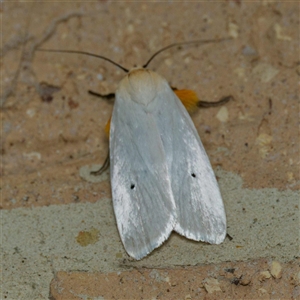 Maroga melanostigma at Harrison, ACT - 16 Nov 2024