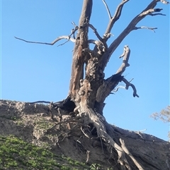 Eucalyptus (genus) (A Gum Tree) at Moorara, NSW - 1 Oct 2020 by MB