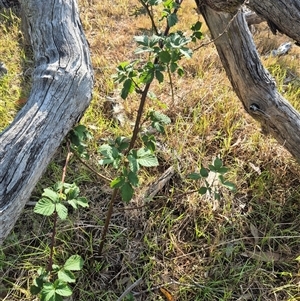 Rubus anglocandicans at Borough, NSW - 16 Nov 2024 05:27 PM