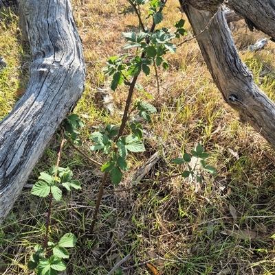 Rubus anglocandicans (Blackberry) at Borough, NSW - 16 Nov 2024 by clarehoneydove