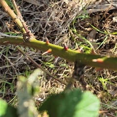 Rubus anglocandicans at Borough, NSW - 16 Nov 2024