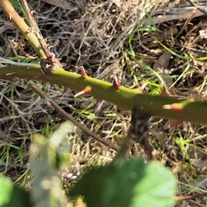 Rubus anglocandicans at Borough, NSW - 16 Nov 2024 05:27 PM