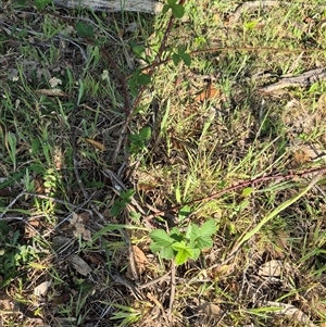 Rubus anglocandicans at Borough, NSW - 16 Nov 2024 05:27 PM