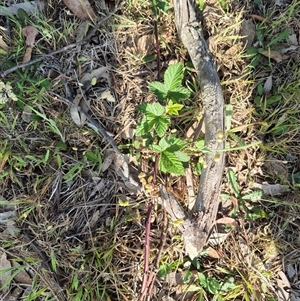 Rubus anglocandicans at Borough, NSW - 16 Nov 2024 05:27 PM