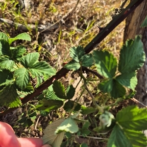 Rubus anglocandicans at Borough, NSW - 16 Nov 2024 05:27 PM