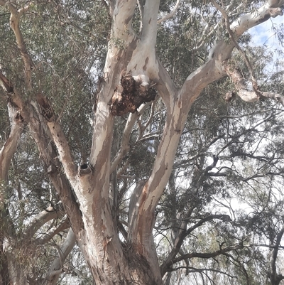 Eucalyptus camaldulensis (River Red Gum) at Pooncarie, NSW - 4 Oct 2020 by MB