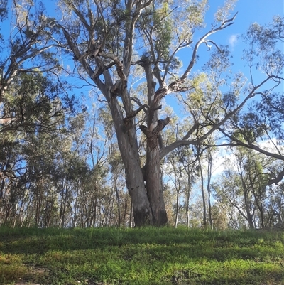 Eucalyptus camaldulensis (River Red Gum) at Pooncarie, NSW - 8 Oct 2020 by MB